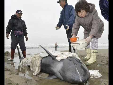 over 100 dolphins beached and fighting for survival