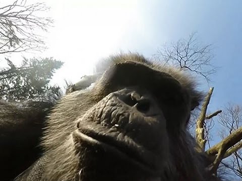 camerashy chimp swats at drone with stick