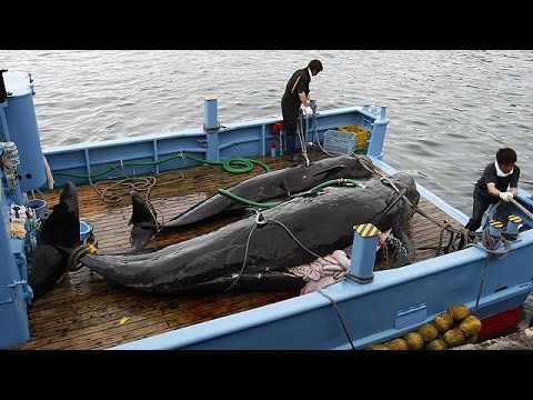 japan hopes to resume whaling at end of year