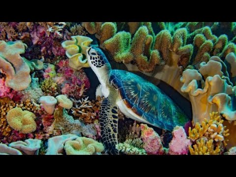 military bases destroy reefs