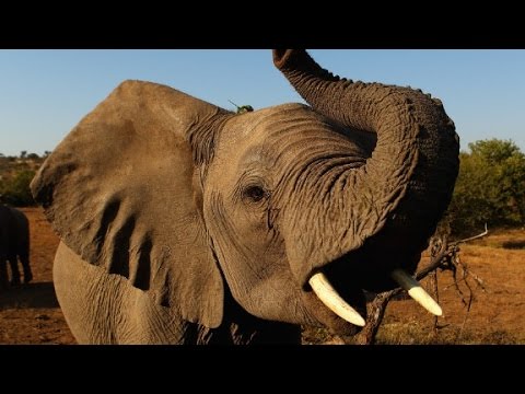 africa without elephants