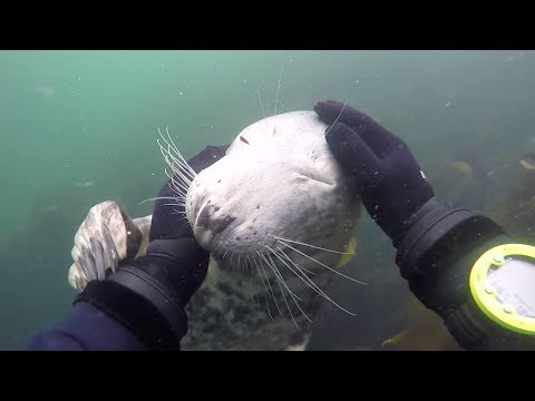 friendly seal gets playful with diver