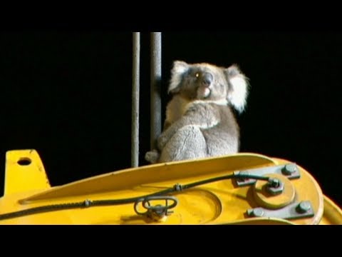 koala rescued from adelaide drilling rig