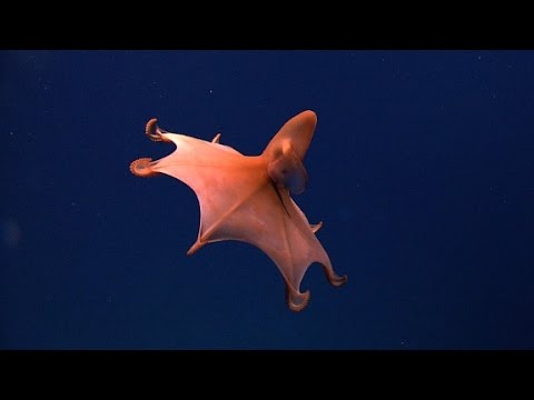 deep sea creatures caught on camera