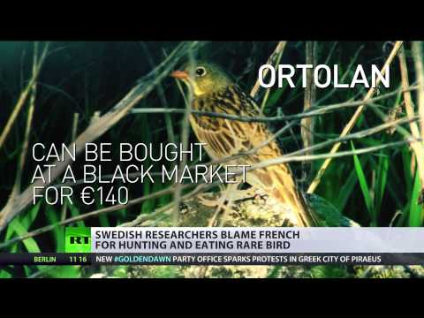 french roasted for huntingeating rare ortolan bird