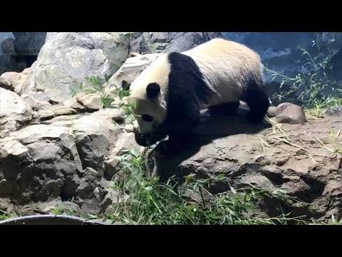 bei bei just cant stop eating