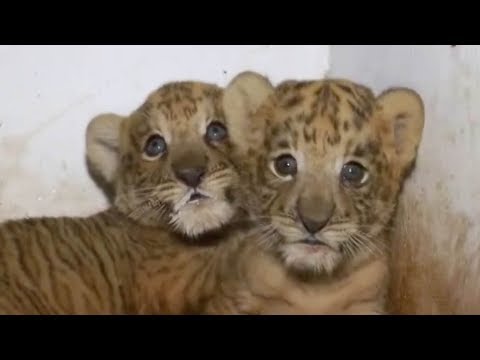 two liger cubs born in chinese zoo