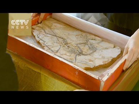 returned a treasured dinosaur fossil and 22 cultural artifacts to china